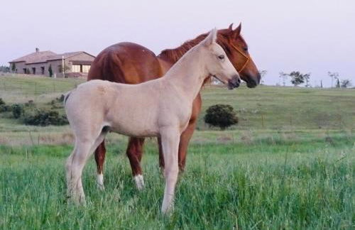 Casa Rural Yeguada Jimenez Latorre - Foto 2