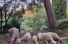 El Racó dels Mussols 2 - Foto 64