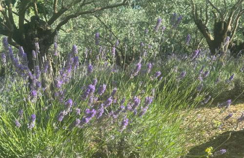 Chalet Bosco Magico Roccolo - Foto 25