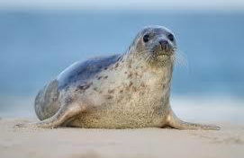 Ard Garraidh - Photo 29