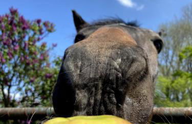 Kunst & Wohnen auf dem Bauernhof - Foto 6