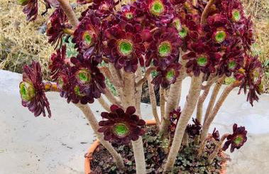 Casa 1-Quinta dos Penedos - Foto 44