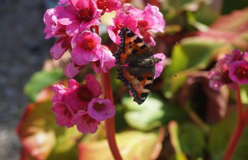 Ferienwohnungen Morsum - Bleicken - Photo 24