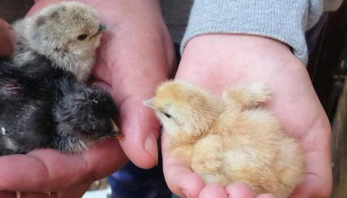 Haus Bernsteinchen - Foto 4