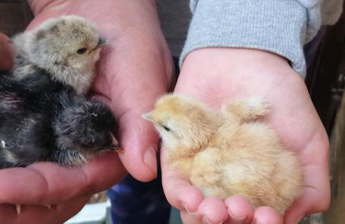 Haus Bernsteinchen - Foto 4