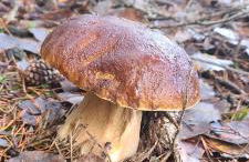 Vacances entre mer et montagne - Foto 32