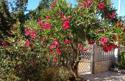 Apartments with parking space Rudina, Hvar - 23777 - Foto 7