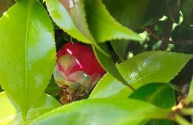 Retiro das Camélias 1 - Foto 46