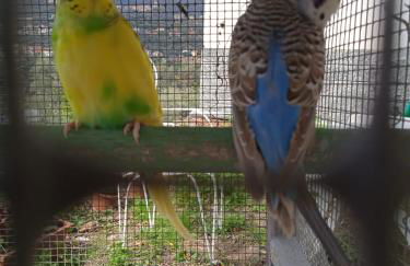 Villa Imperia - Foto 9