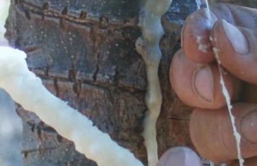 Casale Margherita Turismo Rurale - Foto 43