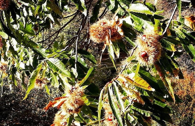 Casa Hürlimann Erholung Im Malcantone - Foto 60