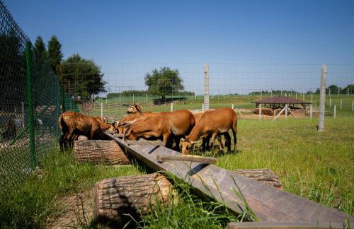 Zagroda Nad Kotelnią - Foto 69