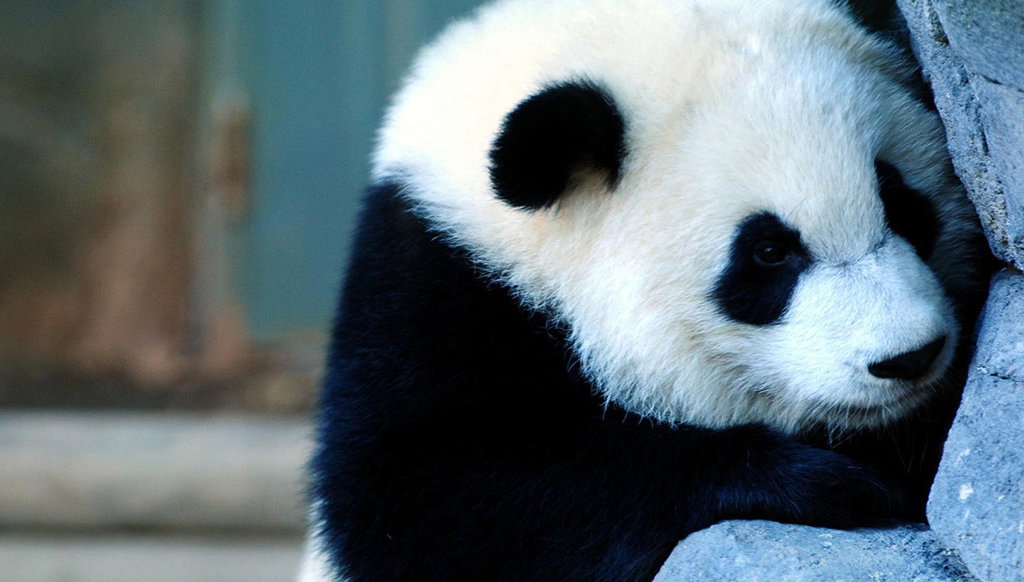 Full Day Panda Hometown and Taoist Mountain - Private - Photo 1