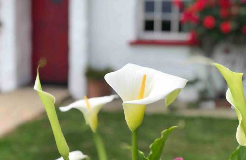 Clannad Cottage - Foto 35