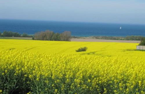 Reetdachhaus Salzhaff - Foto 8