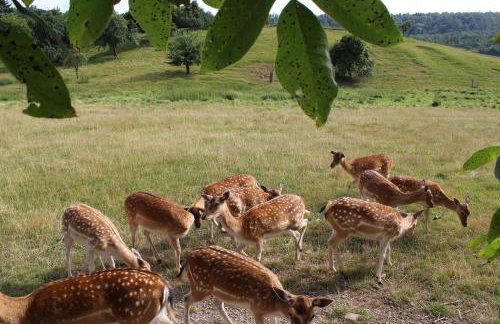 Ferienwohnung Forellenhof - Foto 17