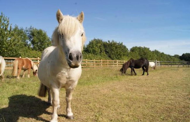 Host Stay Redwings Sanctuary Rooms - Foto 5