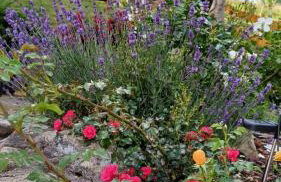 Dom pod kogutem - Foto 2