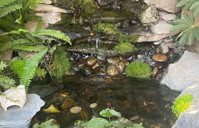 Large Groups Sequoia Park, CA Coast Wineries, Skiing. Enjoy Fire Pit, Hot Tub, Outdoor Kitchen - Foto 29