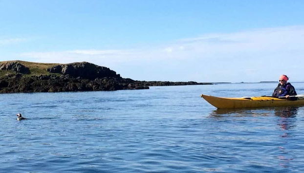 Remando de caiaque junto a um papagaio-do-mar