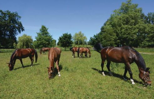 Poolhaus 2 In Hohendorf - Photo 49