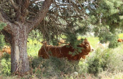 Il Pastore chic - Foto 14