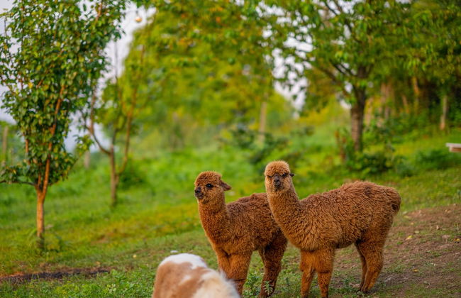 Alya Kartepe Villa Hotel - Foto 55
