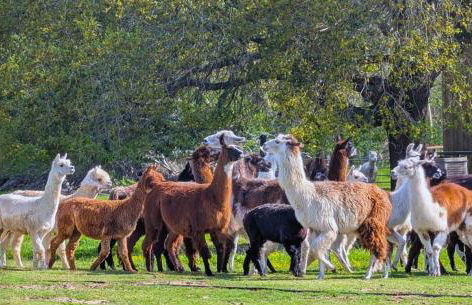 Gerrie's Place at Figment Ranch Foundation Animal Sanctuary near Round Top Texas - Foto 13