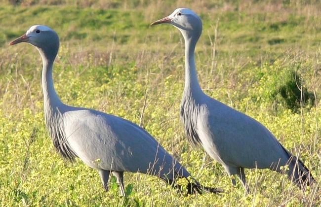 Wild Clover Cottages - Foto 30