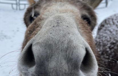 The Giddyup Getaway at The River Haven Sanctuary - Foto 12