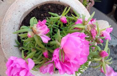 Seaside holiday house Mali Iz (Iz) - 17536 - Foto 11