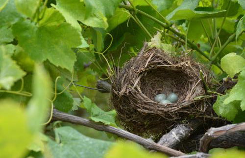 Pereira Place - Cottage - Foto 38