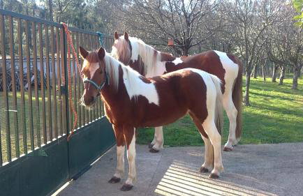 Agro do Souto, Noia - Villa completa - Foto 19