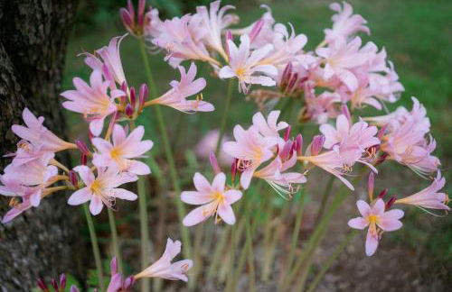 Burlington House - Foto 30