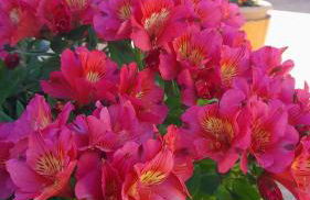 Agriturismo Circugnano - Foto 47