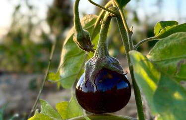 Tenuta Di Paternostro - Foto 36