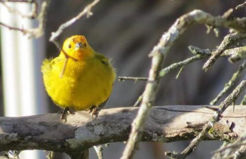 Passarinhada Hospedagem - Foto 63