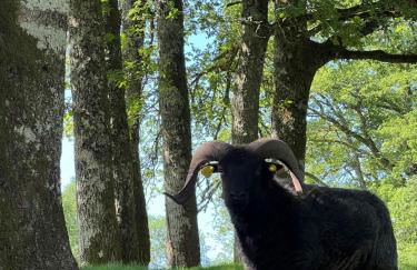 Lac de Vassivière Petite maison à proximité - Foto 21