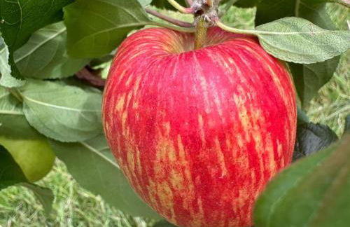 Lovely Holiday Home in Loire for 10 - Photo 34