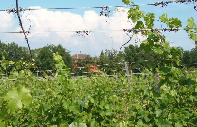 Agriturismo Cascina degli Ulivi - Foto 5