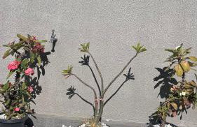 Paracuru casa temporada Villa Ariane - Photo 9