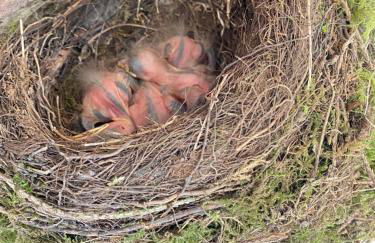 Ferien im Bomlitztal - Foto 57