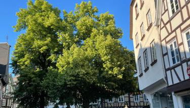 Apartment Buttermarkt - Foto 5