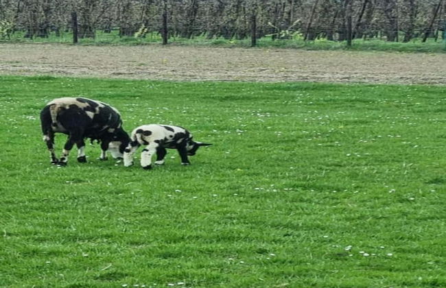 Lodge by Markermeer With Eco-friendly Design - Foto 34