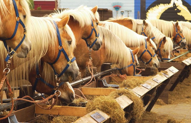 Detached House With Dishwasher Near the Sea - Foto 15