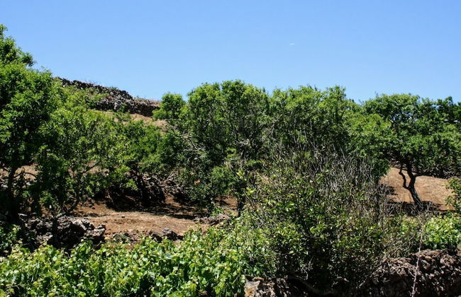 La Casa del Abuelito Julián en El Hierro - Foto 55