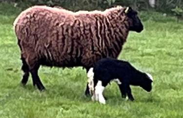 Wye View Lodge, Hay View Lodges - Foto 18