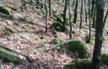 La Casa de Abajo - Photo 36