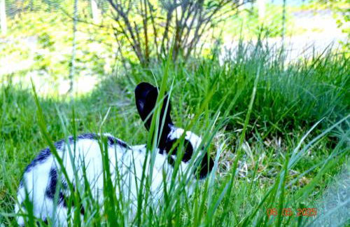 Ferienwohnung Rehberge - Foto 32