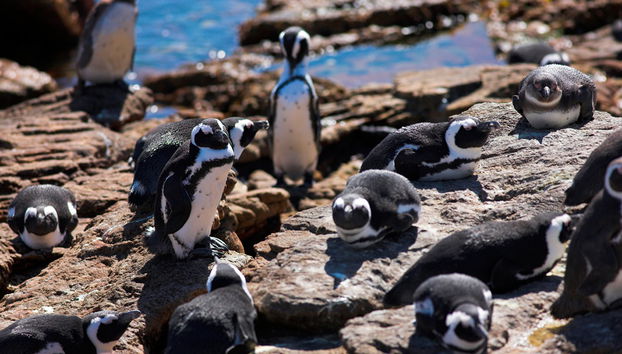 Excursión de día completo a Hermanus - Foto 4